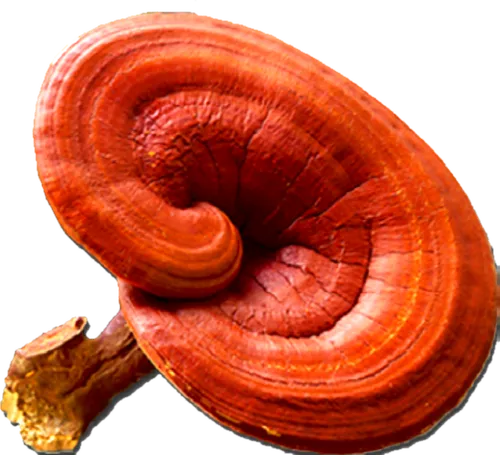 Ganoderma — the Reishi mushroom